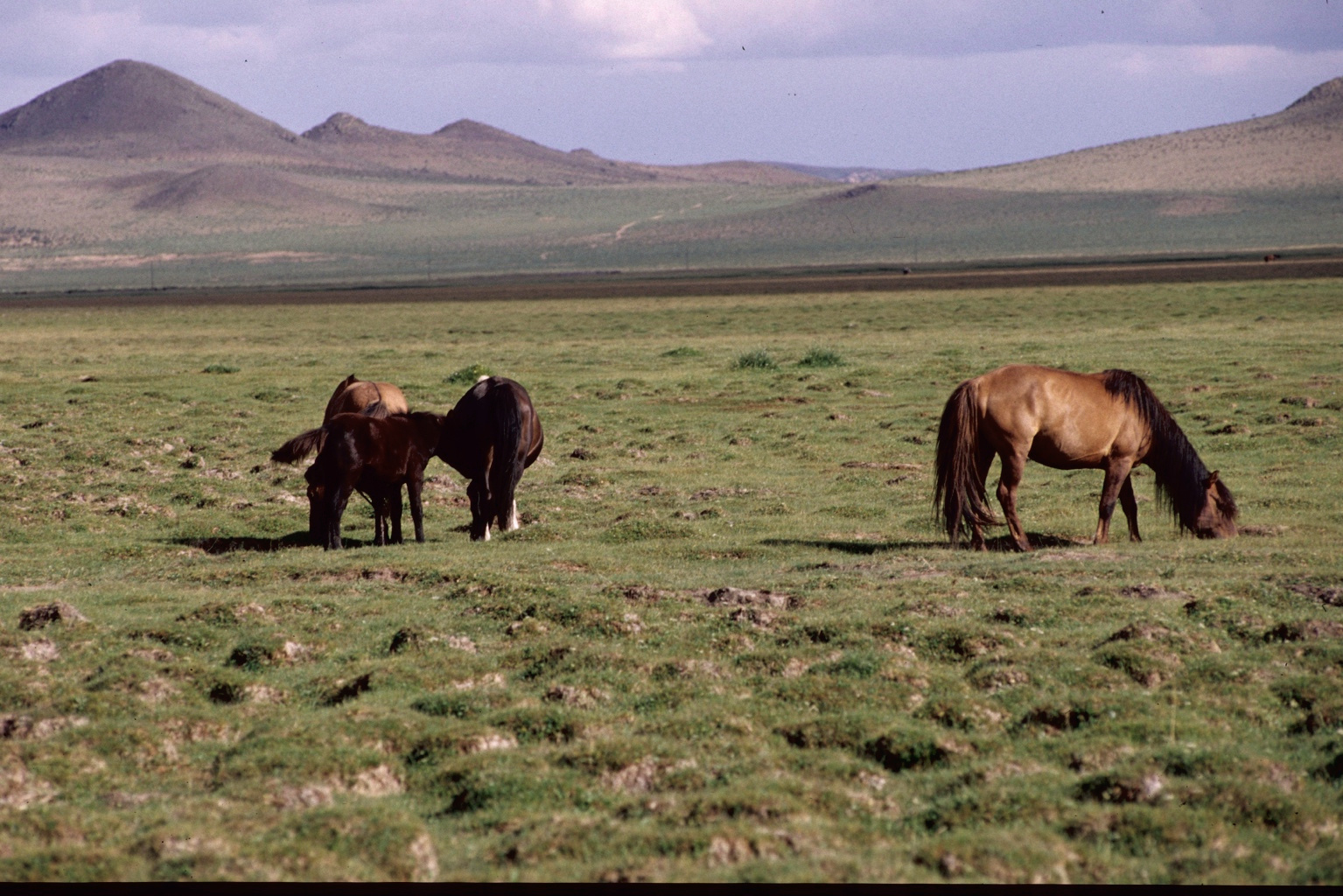Mongolian mountain landscape