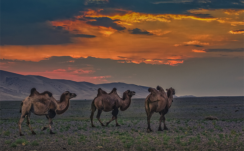 Camels at sunset in Mongolia