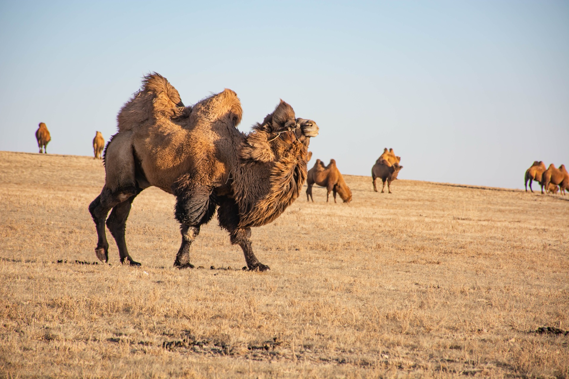 Camel on the Mongolian steppe